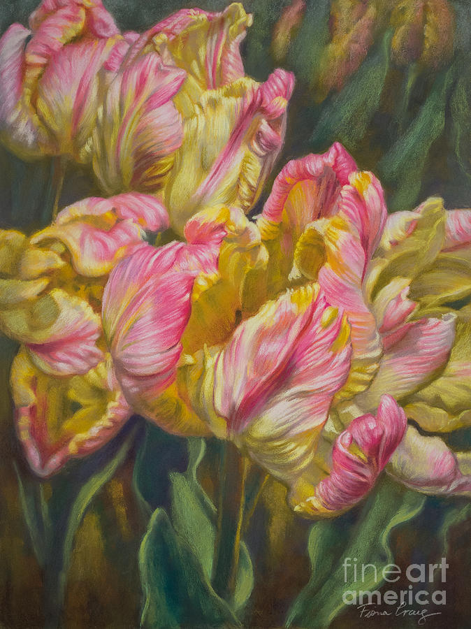 Tulip Pastel - Tulipomania 7 Pink and Yellow Parrots by Fiona Craig