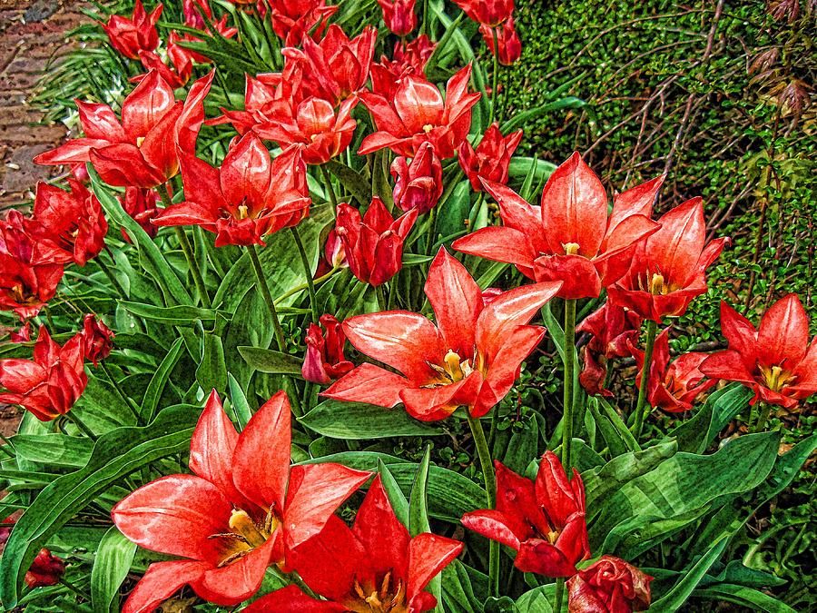 Tulips 04192015-2 Digital Art by Doug Morgan