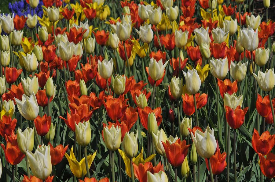 Tulip Photograph - Tulips 1 by Jennifer Englehardt