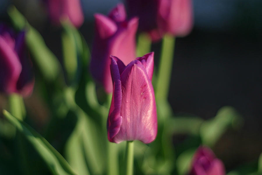 Tulips 1 Photograph by Robert Hopkins