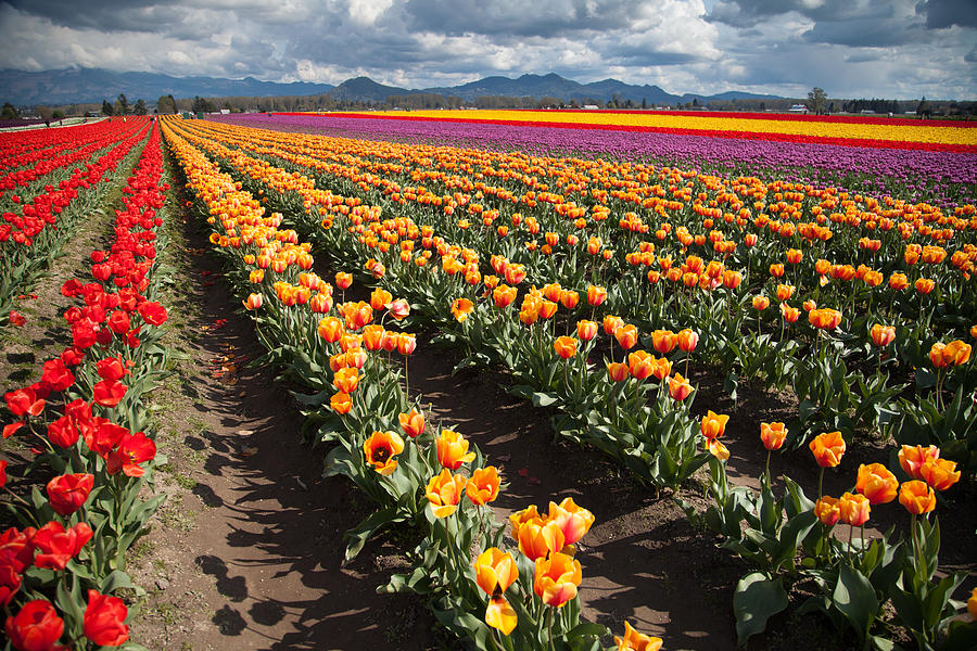 Tulips 10 Photograph by Christopher D Elliott | Fine Art America