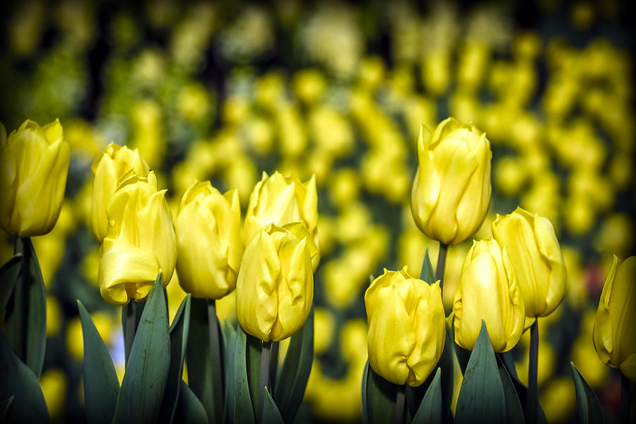 Daisy Photograph - Tulips 11 by Jijo George