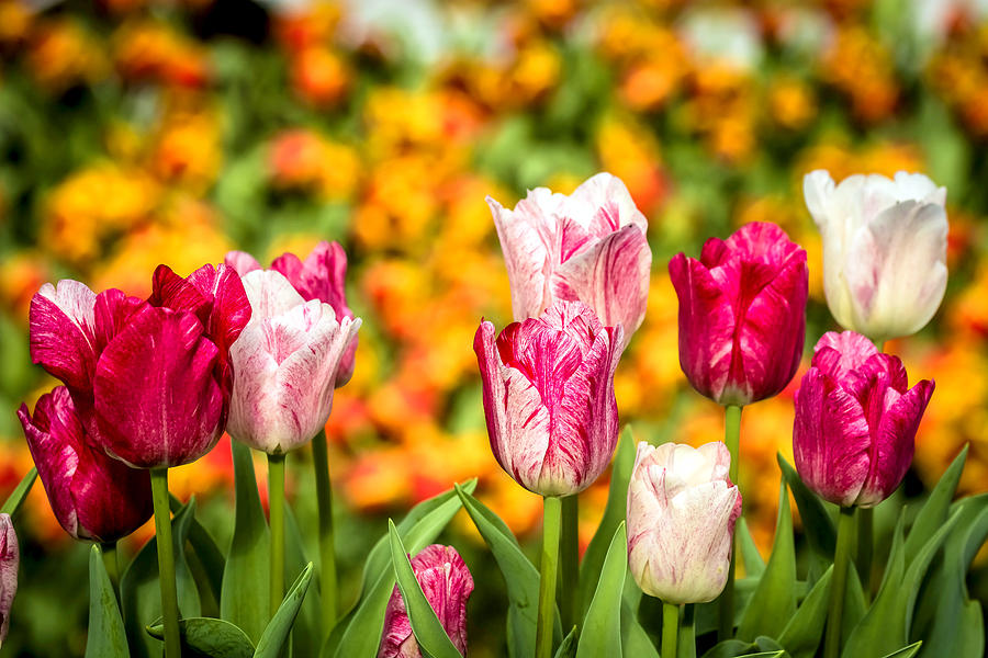 Daisy Photograph - Tulips 12 by Jijo George