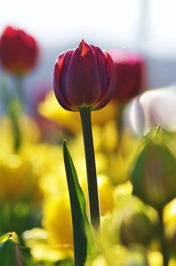 Tulip Photograph - Tulips 2 by Jennifer Englehardt