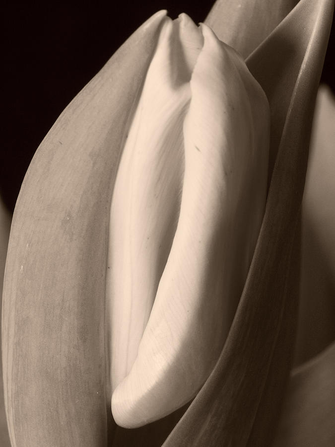 Tulips 2 Photograph by Jouko Lehto