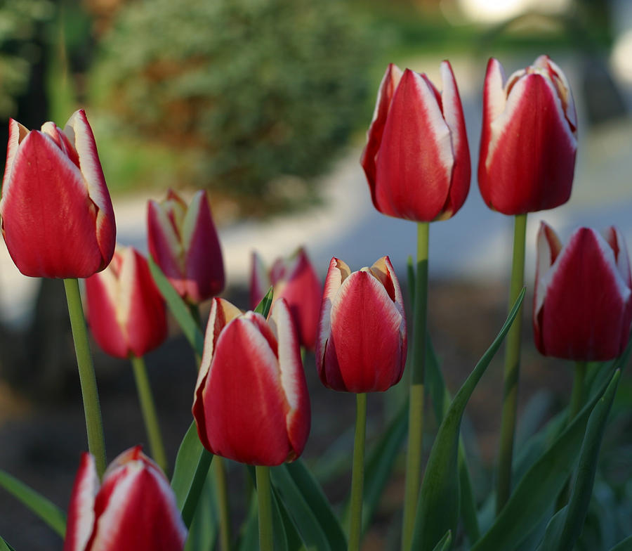 Tulips 2 Photograph by Robert Hopkins