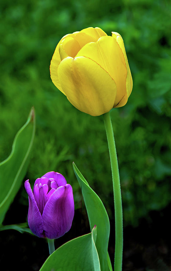 Tulips 2 Photograph by Steve Harrington
