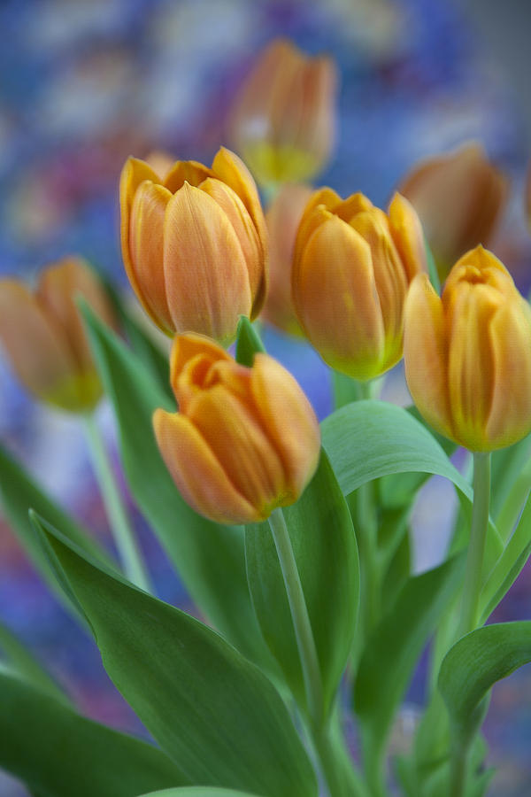 Tulips 2015 #1 Photograph by Greg Kopriva