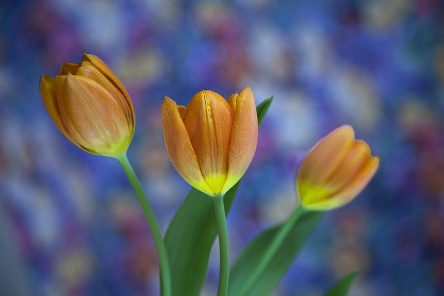 Tulips 2015 #2 Photograph by Greg Kopriva