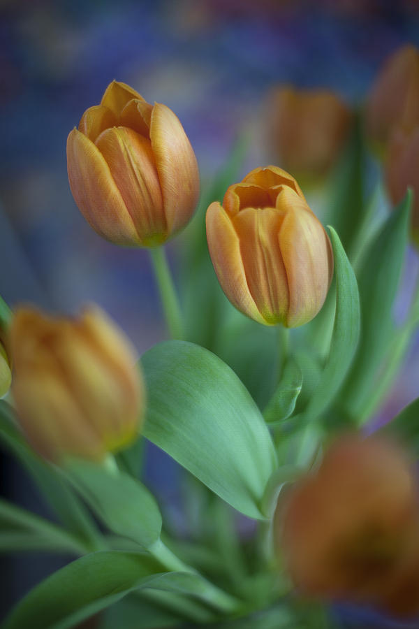 Tulips 2015 #3 Photograph by Greg Kopriva