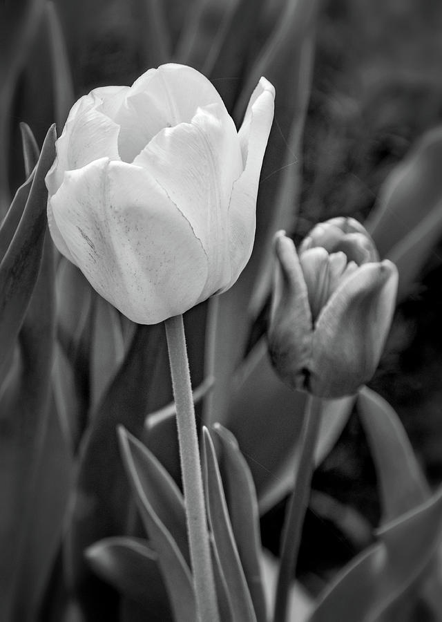 Tulips 3 bw Photograph by Steve Harrington - Fine Art America