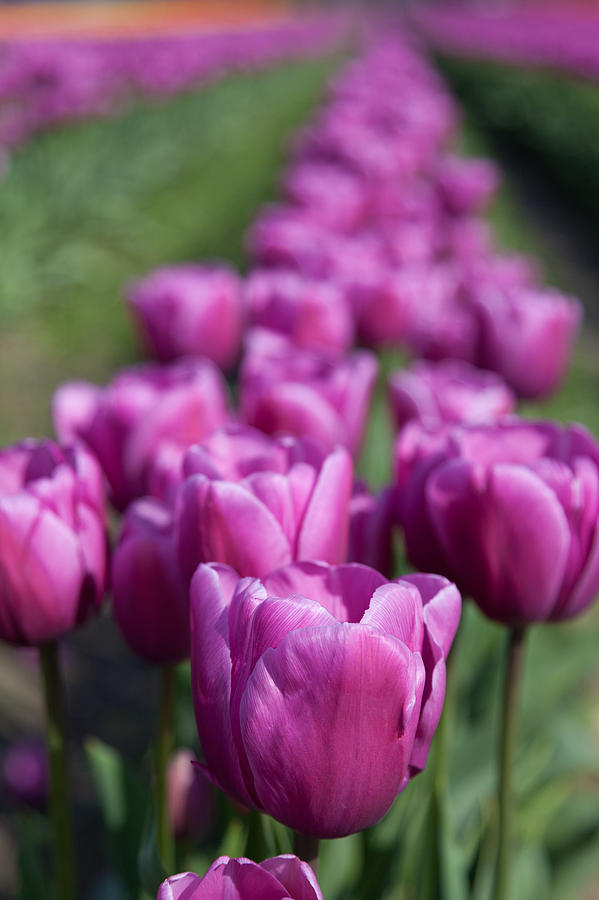 Tulips 3 Photograph by Christopher D Elliott