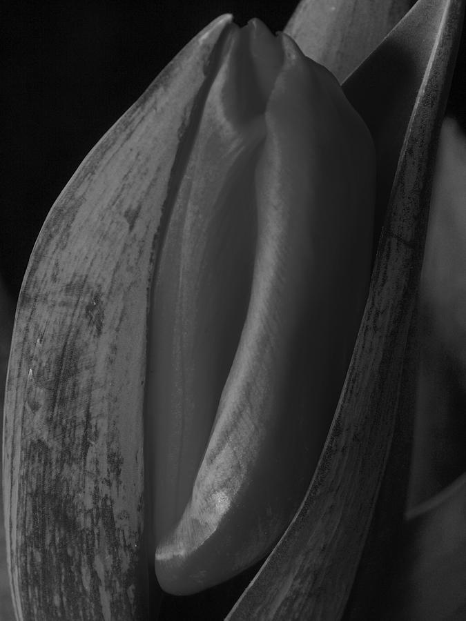 Tulips 3 Photograph by Jouko Lehto