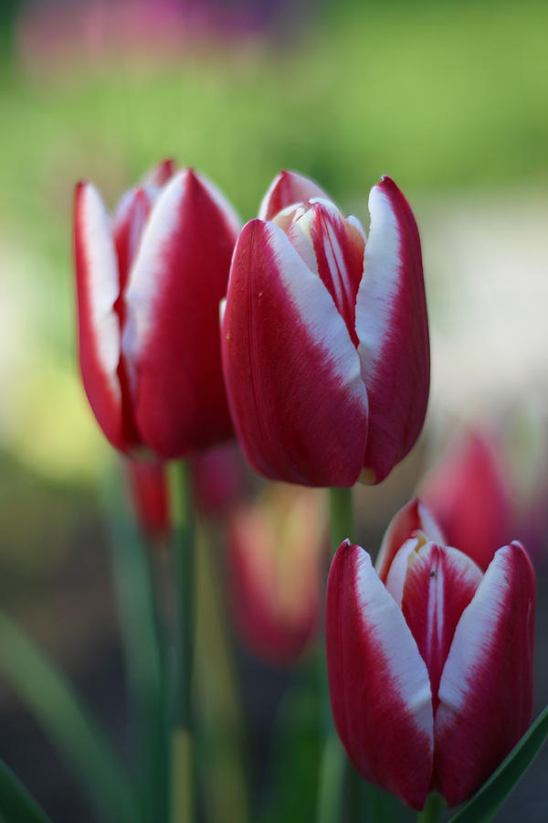 Tulips 3 Photograph by Robert Hopkins