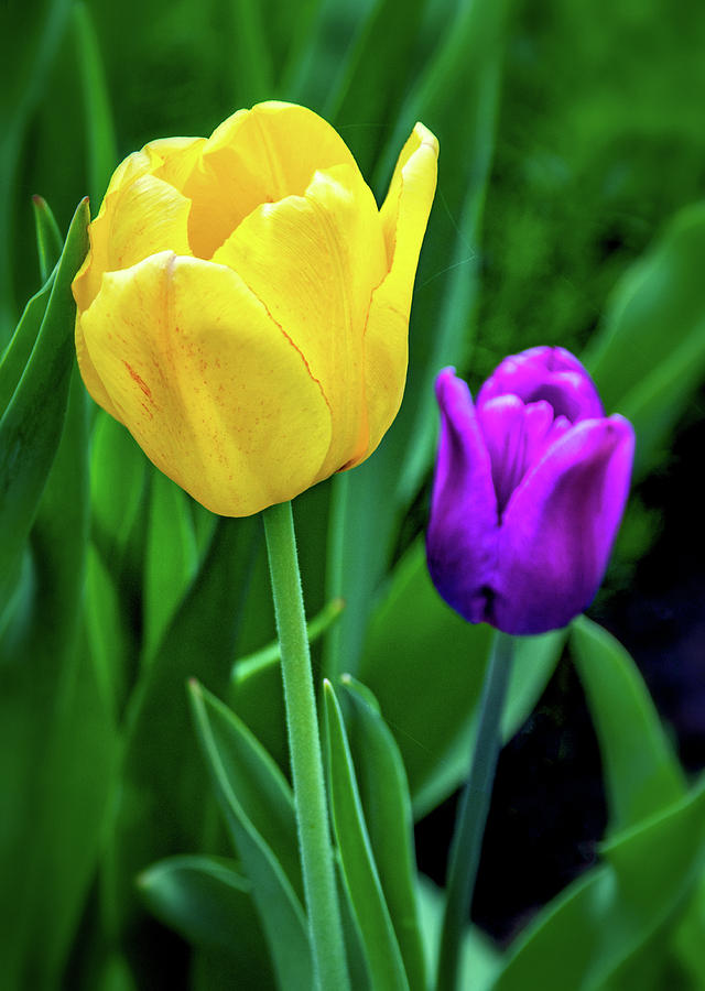 Tulips 3 Photograph by Steve Harrington