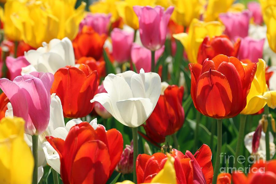 Tulips  4338 Photograph by Jack Schultz