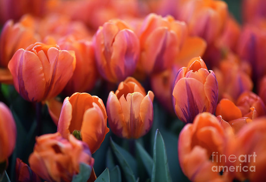 Tulips #586 Photograph by Carien Schippers