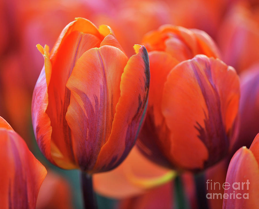 Tulips #596 Photograph by Carien Schippers