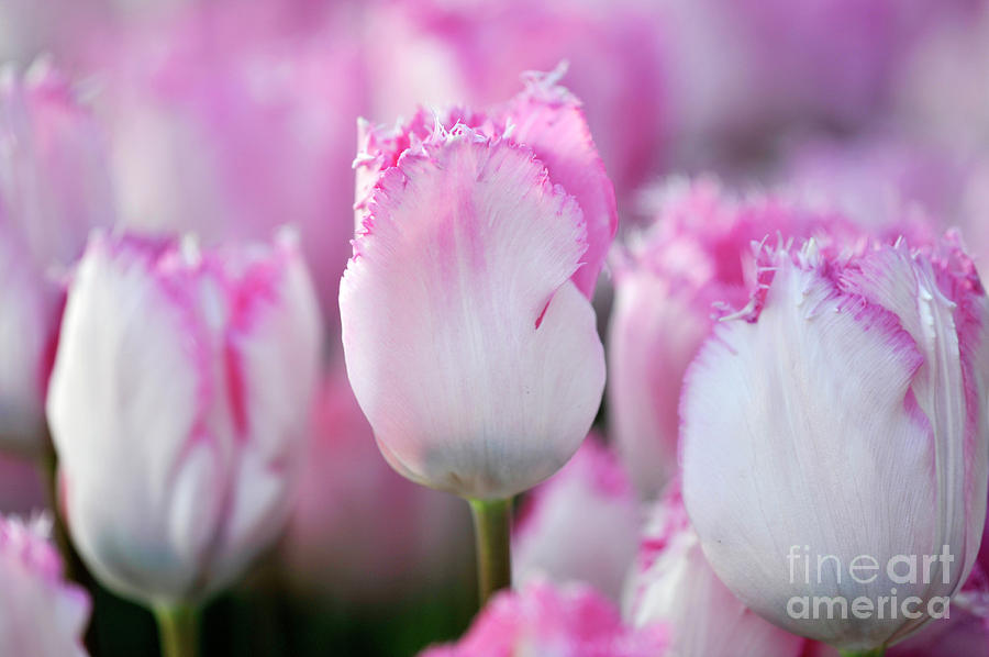 Tulips #612 Photograph by Carien Schippers