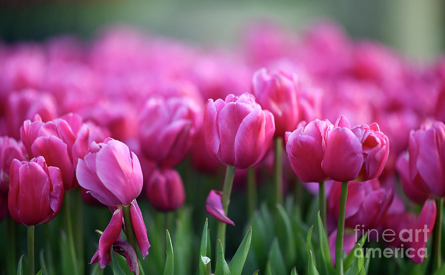 Tulips #613 Photograph by Carien Schippers