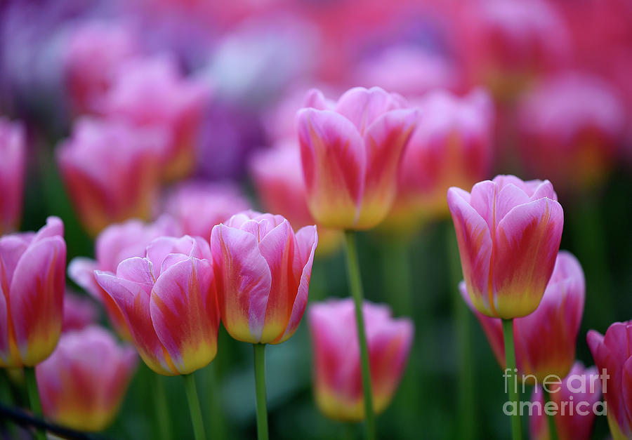 Tulips #659 Photograph by Carien Schippers