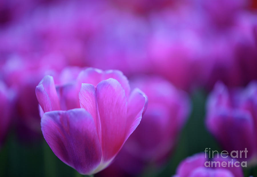 Tulips #693 Photograph by Carien Schippers