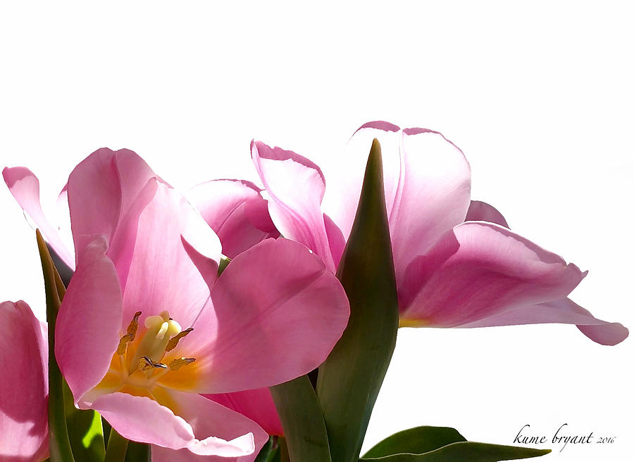 Tulips 8 Mixed Media by Kume Bryant