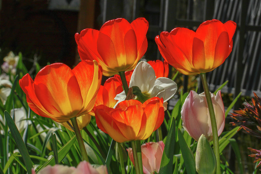 Tulips A Glow Photograph