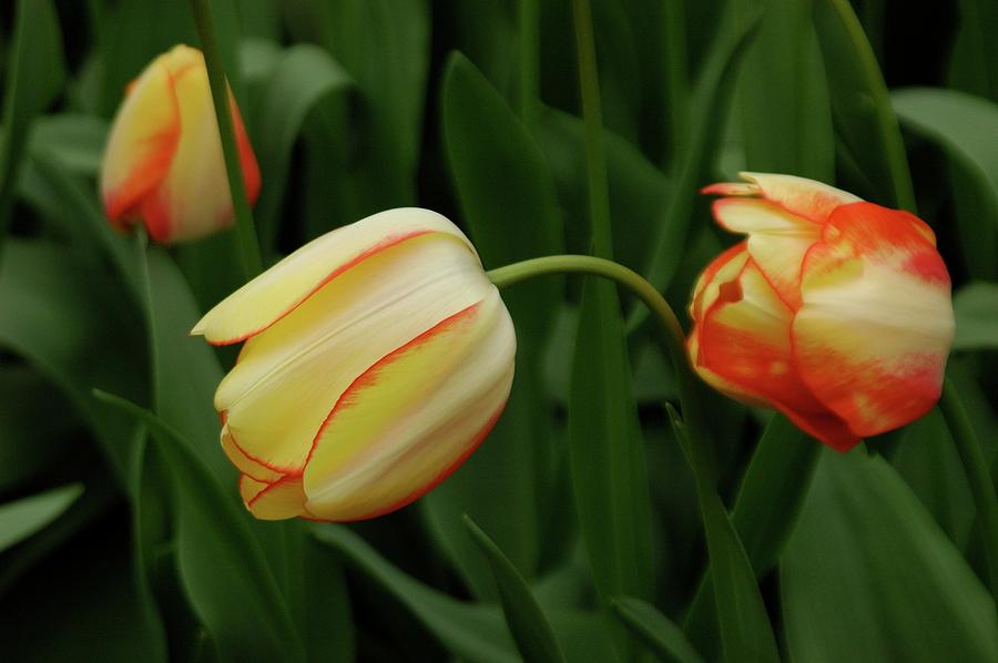 Nodding Tulips Photograph by Adele Aron Greenspun
