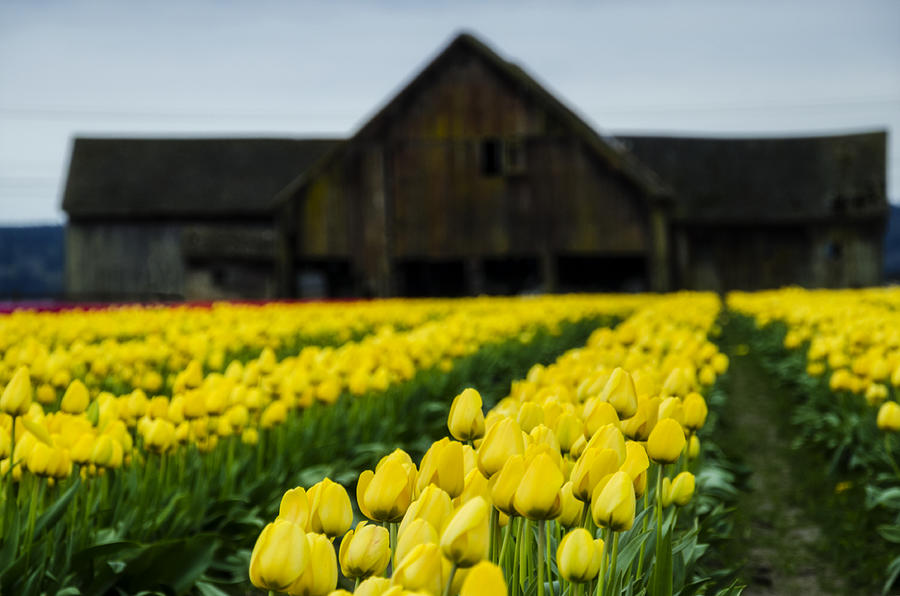 Tulips and a Barn Photograph by Pelo Blanco Photo