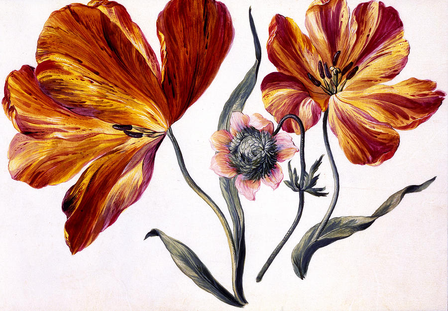 Tulip Painting - Tulips and Anenome by Claude Aubriet