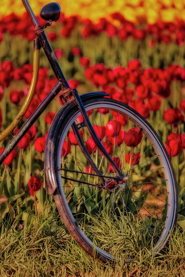 Tulips and Bicycle Photograph by Susan Candelario