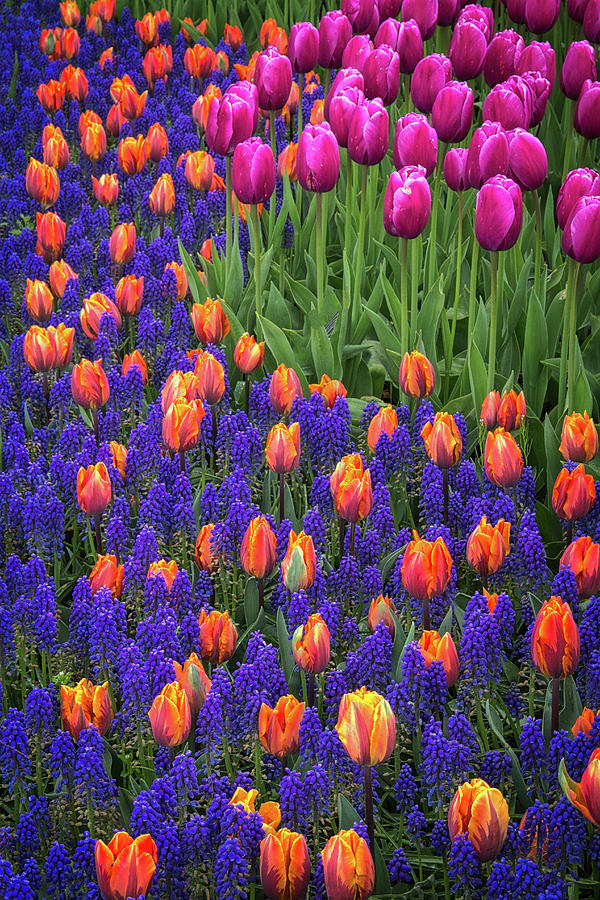 Tulips and Blue Hyacinths Photograph by Roger Mullenhour