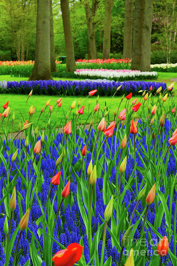 Tulips and bluebells Photograph by Anastasy Yarmolovich