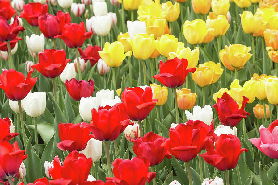 Tulips and colourful flowers in spring Photograph by Josef Pittner