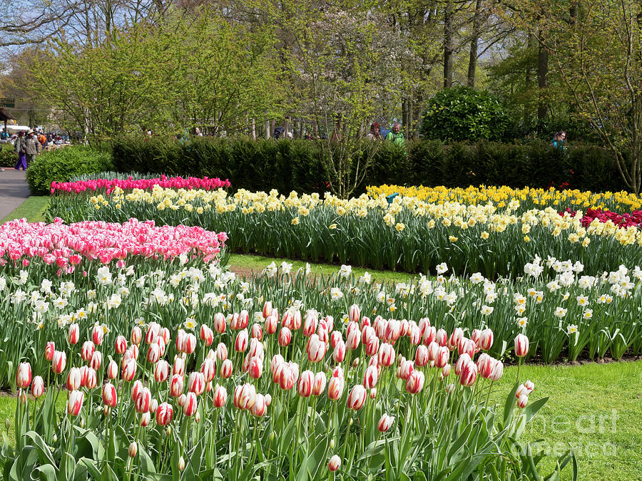 Tulips and daffodils at Keukenhof Gardens in spring Photograph by Louise Heusinkveld