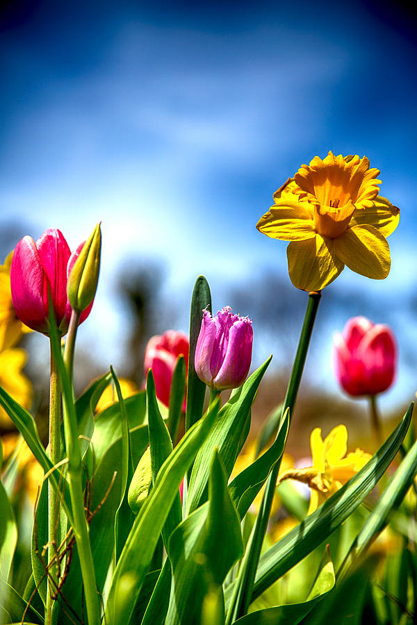 Tulips and Daffodils Photograph by John Haldane