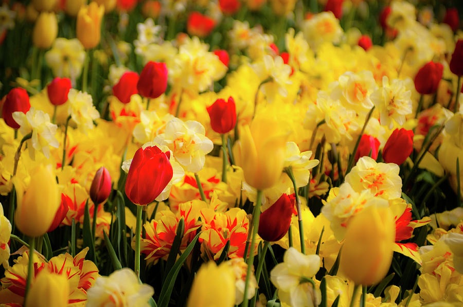 Tulips and Daffodils Photograph by Tamyra Ayles