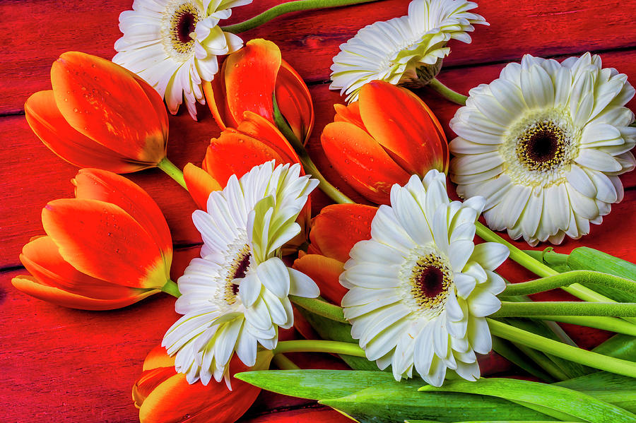 Tulips And Daisies Photograph by Garry Gay