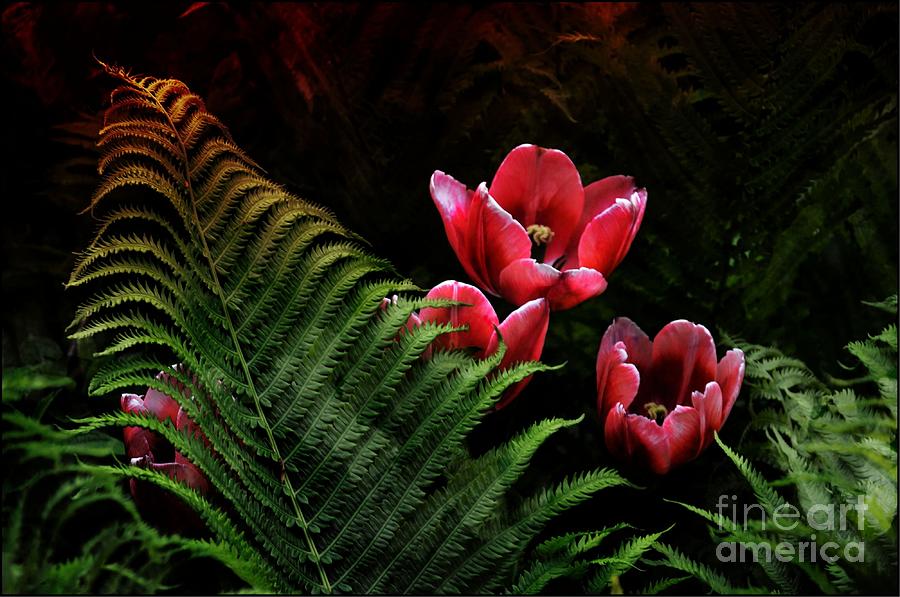 Tulips and Fern  Photograph by Elaine Manley