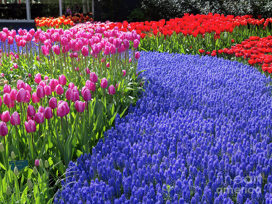 Tulips and grape hyacinths in massed plantings at Keukenhof Photograph by Louise Heusinkveld