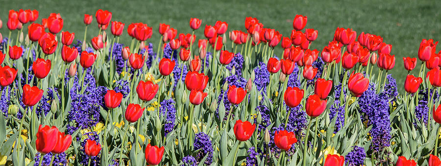 Tulips and Hyacinth Photograph by Teresa Wilson
