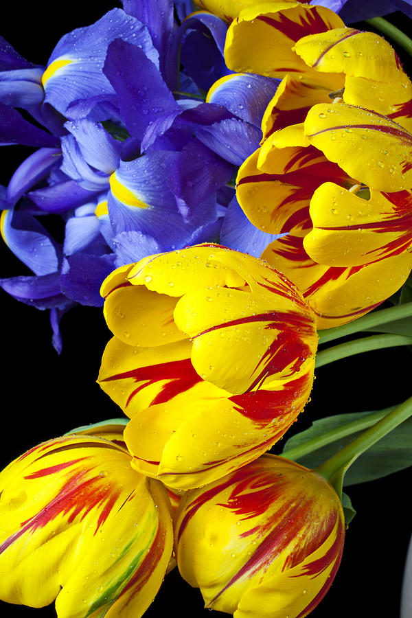 Tulips and iris Photograph by Garry Gay
