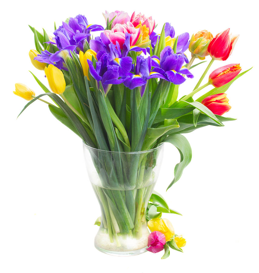 Tulips And Irises Photograph