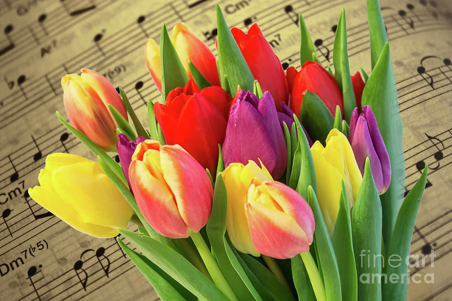 Tulip Photograph - Tulips And Music by Steve Purnell