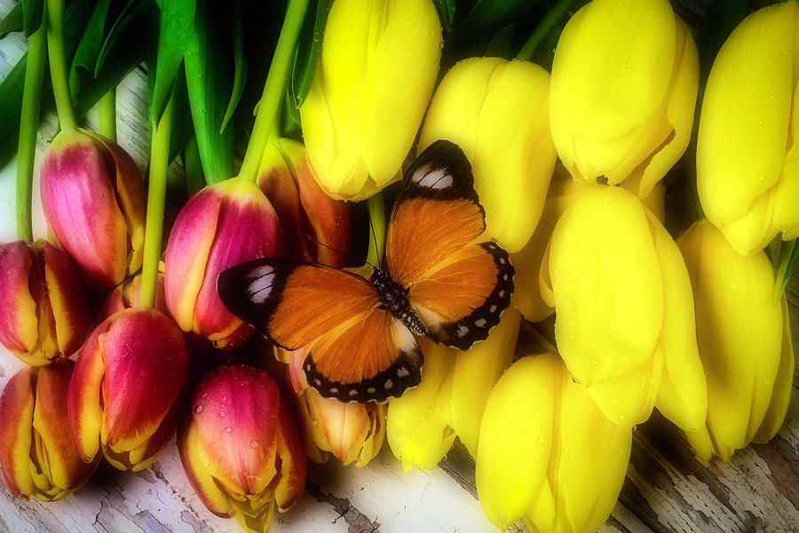 Tulips And Orange Butterfly Photograph by Garry Gay