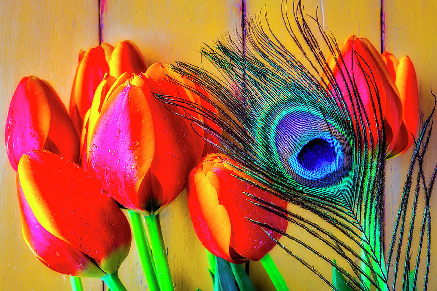 Tulips And Peacock Feather Photograph by Garry Gay
