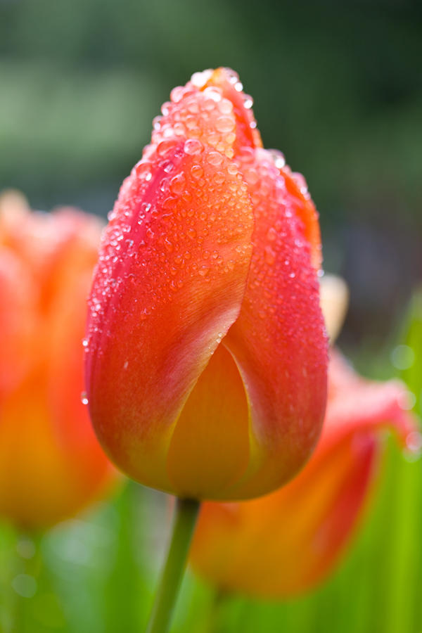 Tulips and Rain - Spring  Photograph by Marie Jamieson