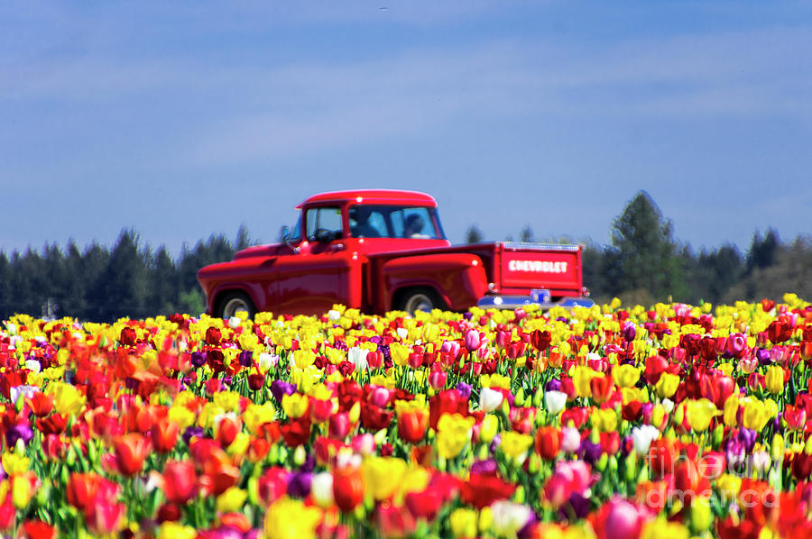 Tulips and Red Chevy Truck Photograph by Louise Magno