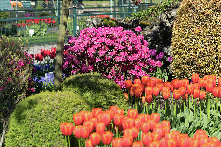 Tulips and Rhodies Photograph by Tom Cochran